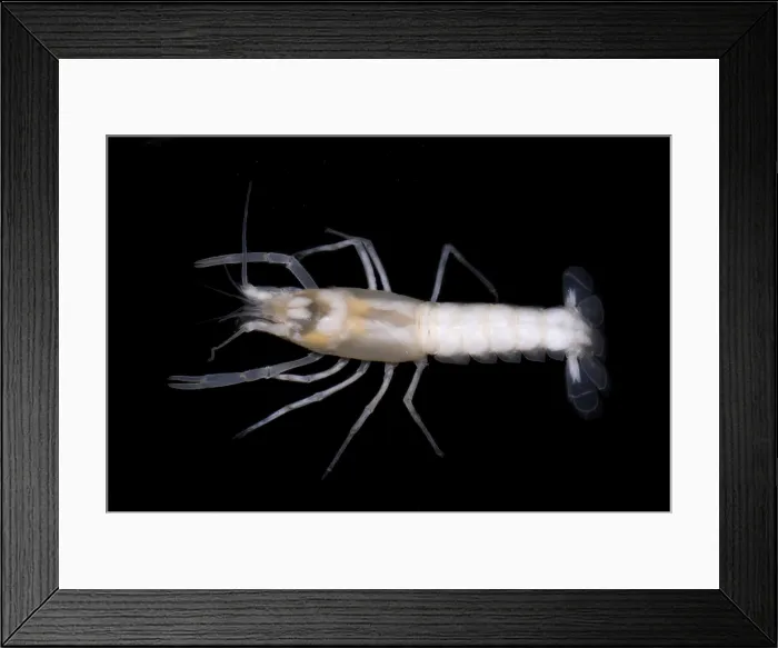 Framed Print : Phantom Cave Crayfish Framed Print : Phantom Cave Crayfish