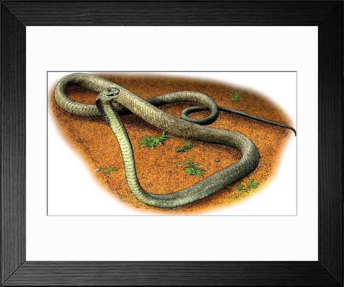 Framed Print : Black Mamba Framed Print : Black Mamba