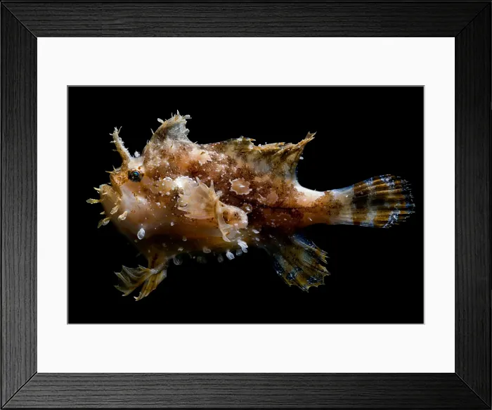 Framed Print : Sargassumfish Framed Print : Sargassumfish