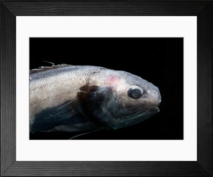 Framed Print : Cusk Eel (Monomitopus agassizii) Framed Print : Cusk Eel (Monomitopus agassizii)
