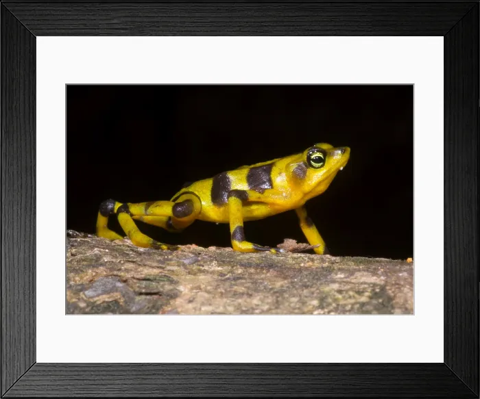 Framed Print : Harlequin Toad Framed Print : Harlequin Toad