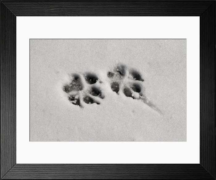 Framed Print : Dog Paw Print In Snow Framed Print : Dog Paw Print In Snow