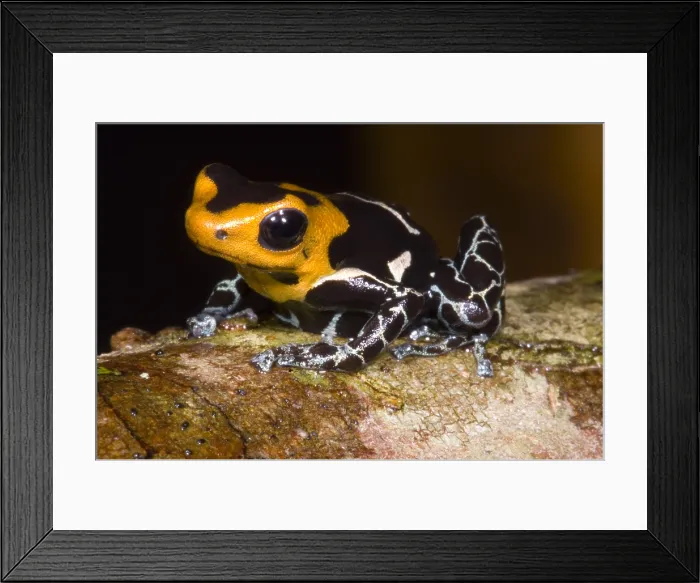 Framed Print : Crowned Poison Frog Framed Print : Crowned Poison Frog