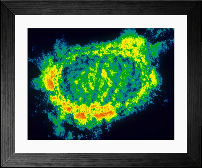 Framed Print : Orf Virus (TEM) Framed Print : Orf Virus (TEM)