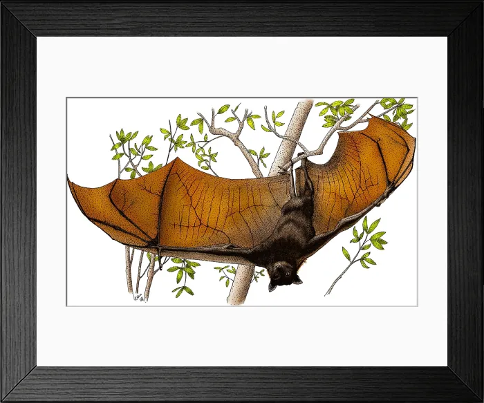 Framed Print : Malayan Flying Fox Framed Print : Malayan Flying Fox