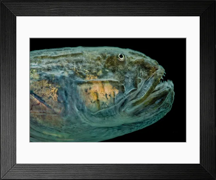 Framed Print : Violet Goby (Gobioides broussonnetii) Framed Print : Violet Goby (Gobioides broussonnetii)