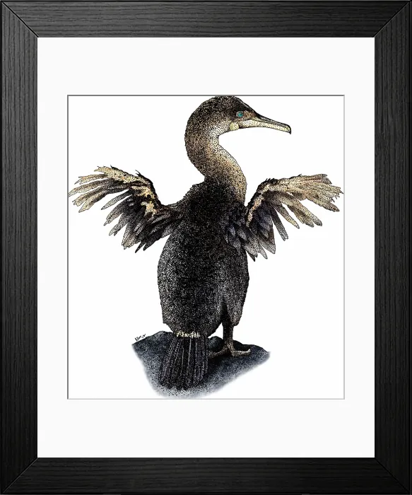 Framed Print : Flightless cormorant Framed Print : Flightless cormorant
