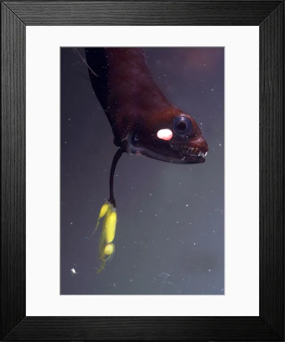 Framed Print : Barbeled Dragonfish Framed Print : Barbeled Dragonfish