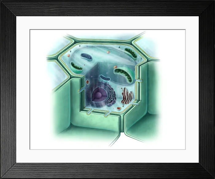 Framed Print : Plant Cell, Illustration Framed Print : Plant Cell, Illustration