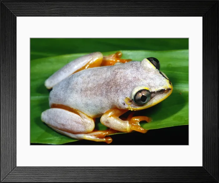 Framed Print : Blue back frog, Madagascar Framed Print : Blue back frog, Madagascar