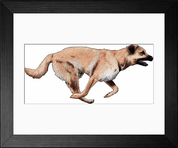 Framed Print : Chinook is a breed of sled dog and is the state dog of New Hampshire Framed Print : Chinook is a breed of sled dog and is the state dog of New Hampshire