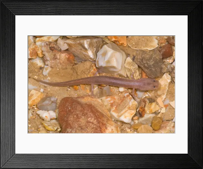 Framed Print : Ozark Blind Cave Salamander Framed Print : Ozark Blind Cave Salamander