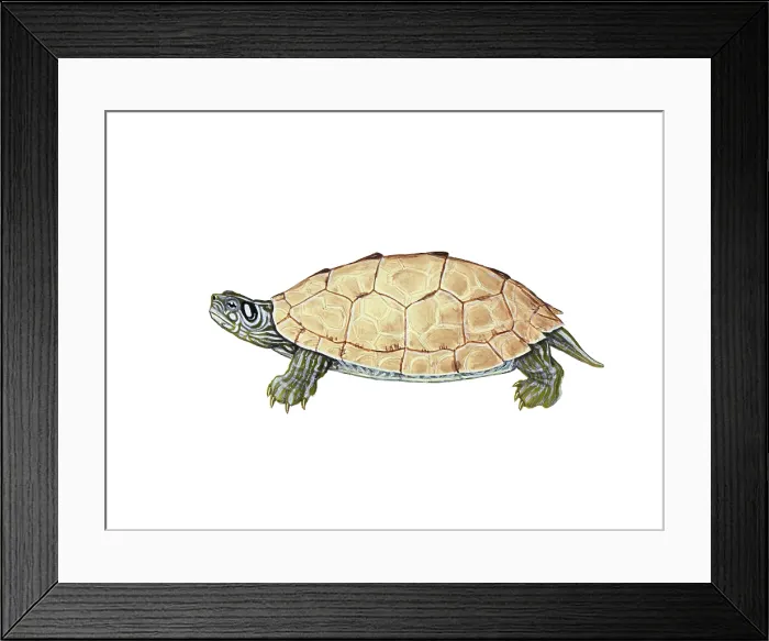 Framed Print : Ouachita Map Turtle Framed Print : Ouachita Map Turtle