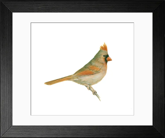 Framed Print : Female Cardinal Framed Print : Female Cardinal