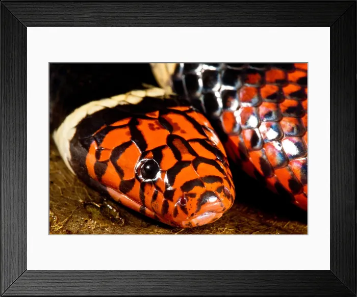 Framed Print : Surinam Coralsnake Framed Print : Surinam Coralsnake