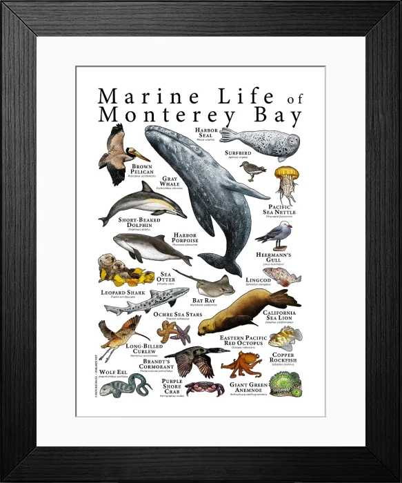 Framed Print : Monterey Bay Marine Life Framed Print : Monterey Bay Marine Life