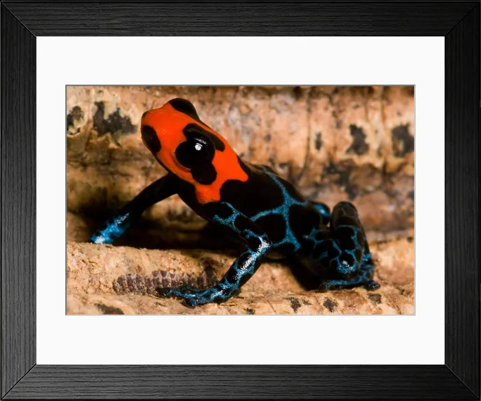 Framed Print : Poison Frog Framed Print : Poison Frog