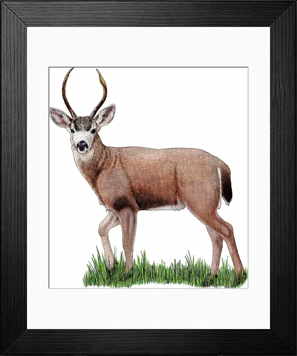 Framed Print : Black-tailed Deer Framed Print : Black-tailed Deer