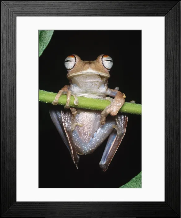 Framed Print : Blue-flanked Tree Frog Framed Print : Blue-flanked Tree Frog