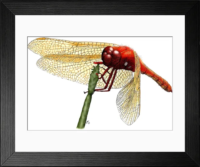 Framed Print : Cardinal Meadowhawk Dragonfly Framed Print : Cardinal Meadowhawk Dragonfly