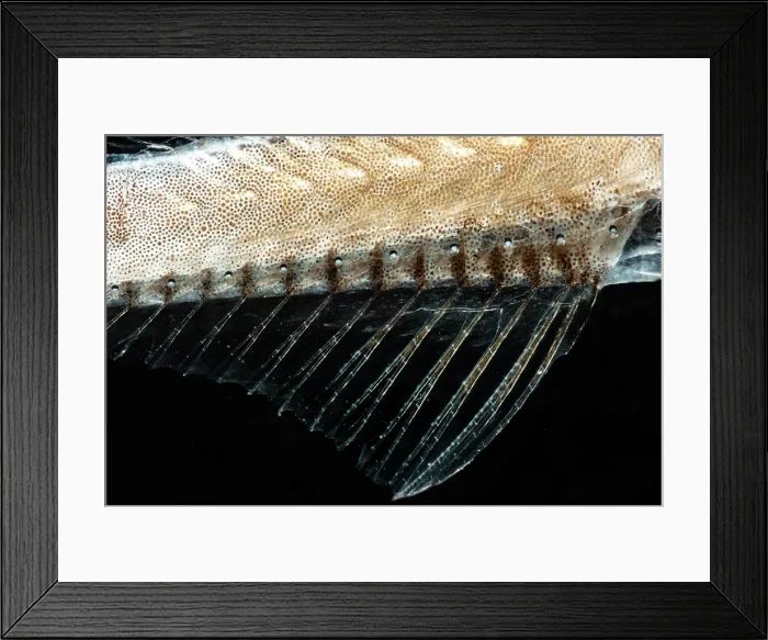 Framed Print : Tan Bristlemouth (Cyclothone pallida) Framed Print : Tan Bristlemouth (Cyclothone pallida)