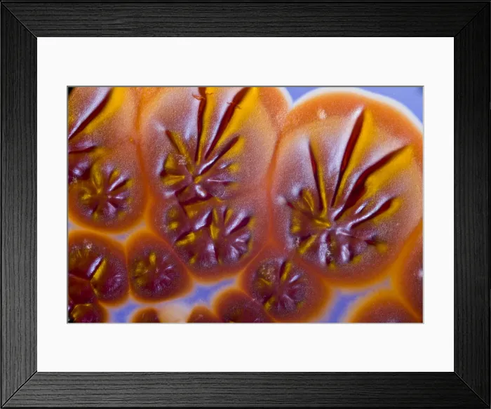 Framed Print : Marine Actinomycetes Framed Print : Marine Actinomycetes