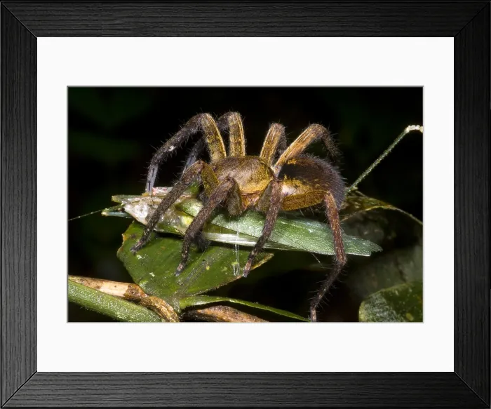 Framed Print : Spider feeding on a katydid Framed Print : Spider feeding on a katydid