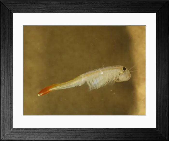 Framed Print : Fairy Shrimp (Thamnocephalus platyrus) Framed Print : Fairy Shrimp (Thamnocephalus platyrus)