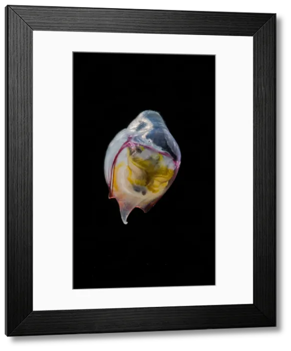 Framed Print : Pelagic Snail (Cavolinia gibbosa) Framed Print : Pelagic Snail (Cavolinia gibbosa)