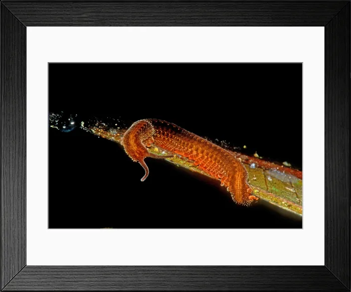 Framed Print : Velvet Worm Framed Print : Velvet Worm