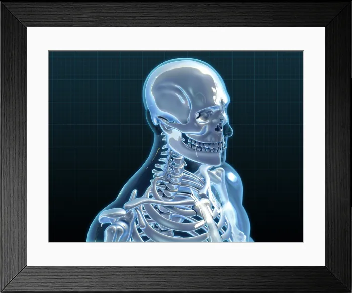Framed Print : Human Skeleton, artwork Framed Print : Human Skeleton, artwork