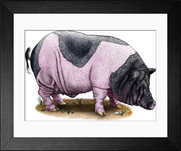 Framed Print : Saddleback Pig Framed Print : Saddleback Pig