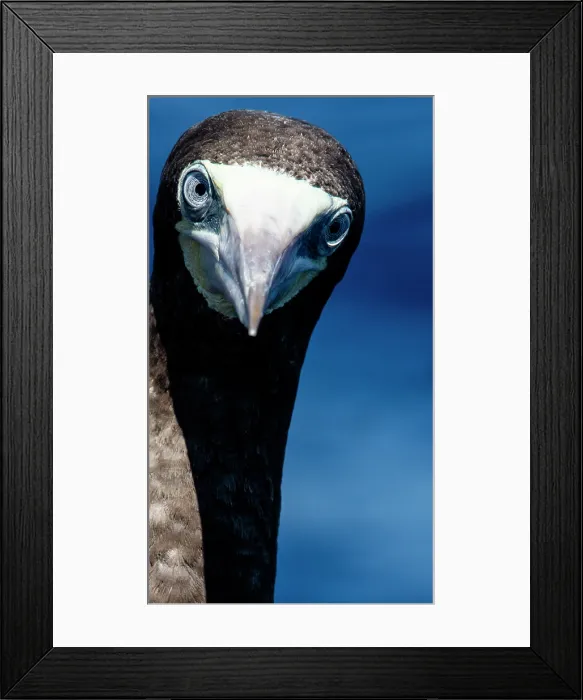 Framed Print : Brown Booby (Sula leucogaster) Framed Print : Brown Booby (Sula leucogaster)