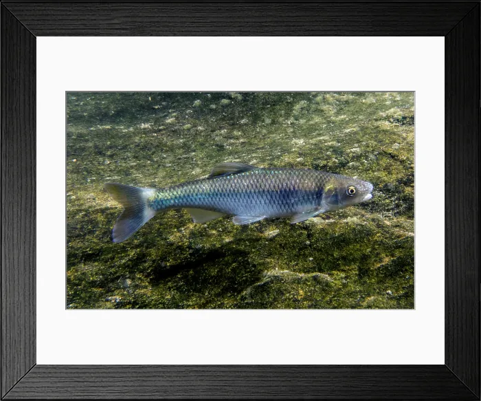 Framed Print : Male Whitetail Shiner (Cyprinella galactura) Framed Print : Male Whitetail Shiner (Cyprinella galactura)