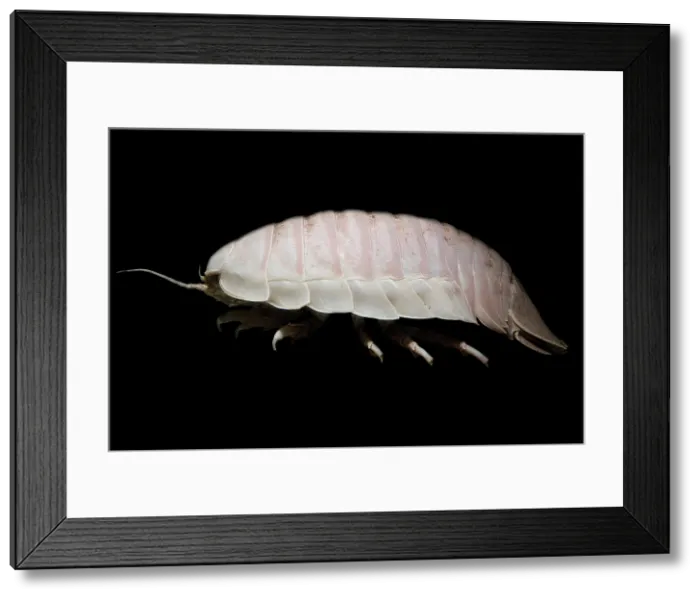 Framed Print : Giant Marine Isopod Framed Print : Giant Marine Isopod