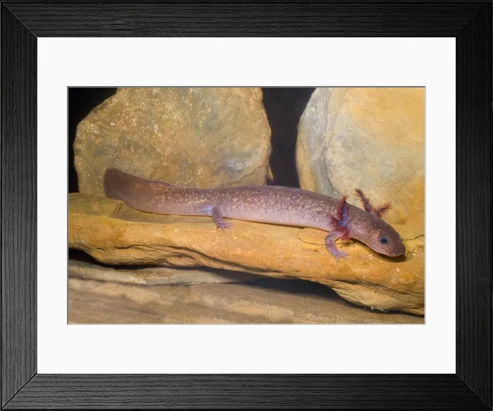 Framed Print : Spring Salamander Framed Print : Spring Salamander