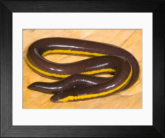 Framed Print : Southeast Asian Caecilian