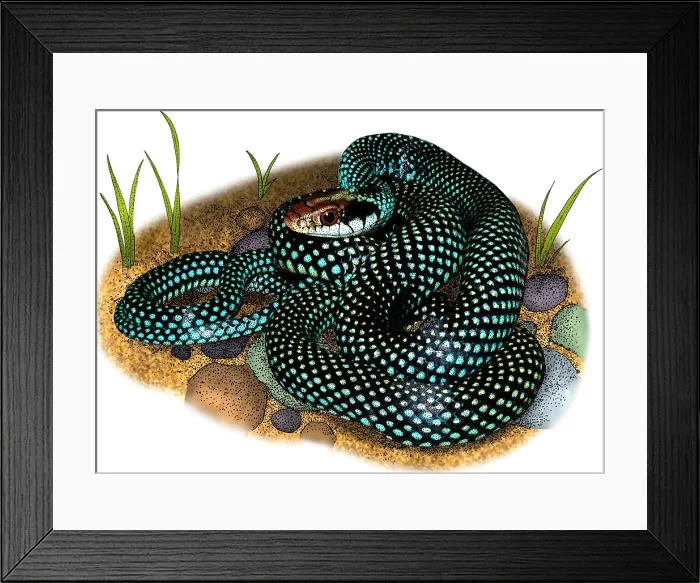 Framed Print : Speckled racer Framed Print : Speckled racer