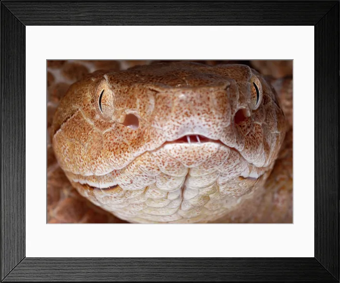 Framed Print : Copperhead, Agkistrodon contortrix