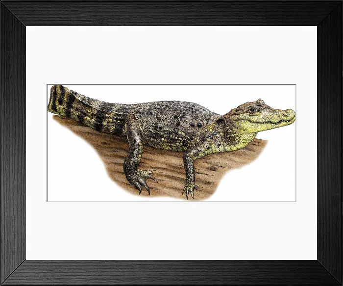 Framed Print : Spectacled Caiman Framed Print : Spectacled Caiman