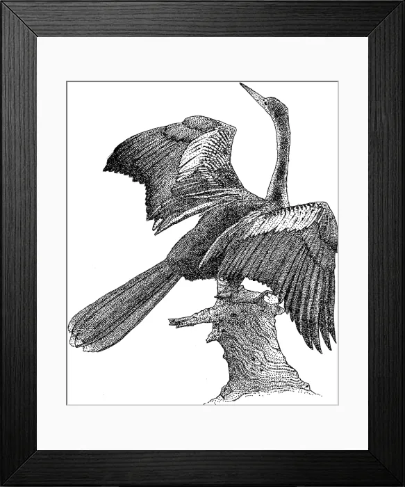Framed Print : Anhinga. Pen and ink illustration of an Anhinga (Anhinga anhinga) Framed Print : Anhinga. Pen and ink illustration of an Anhinga (Anhinga anhinga)