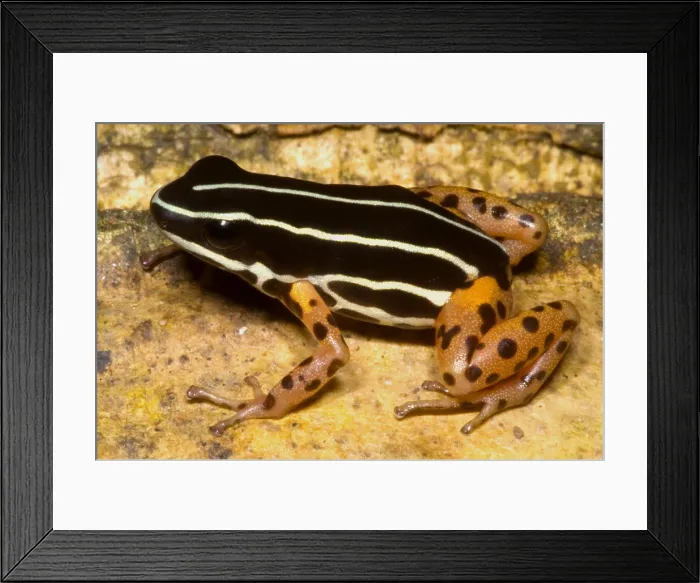 Framed Print : Rio Madeira Poison Frog