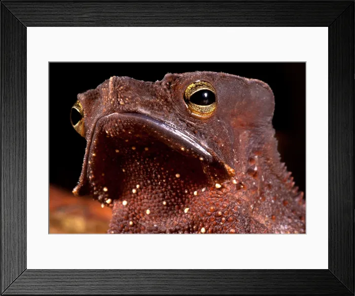 Framed Print : Amazonian Leaf Toad Framed Print : Amazonian Leaf Toad