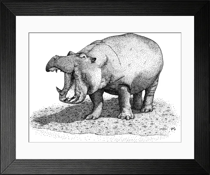 Framed Print : Hippopotamus Framed Print : Hippopotamus