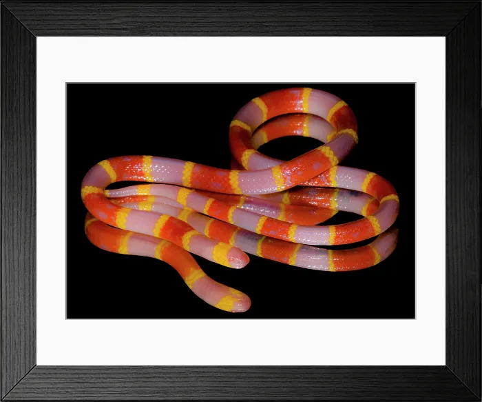 Framed Print : Albino Texas Coral Snake (Micrurus tener) Framed Print : Albino Texas Coral Snake (Micrurus tener)
