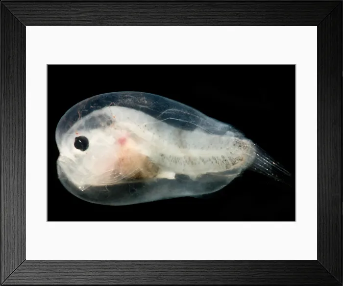 Framed Print : Larval Leftvent, Linophrynidae