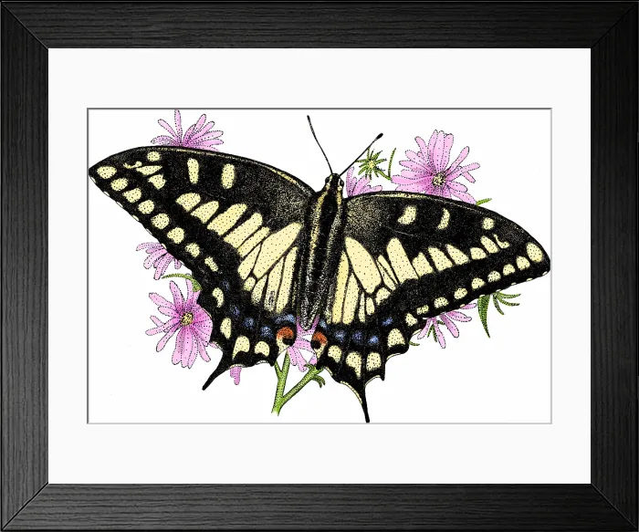 Framed Print : Oregon swallowtail butterfly