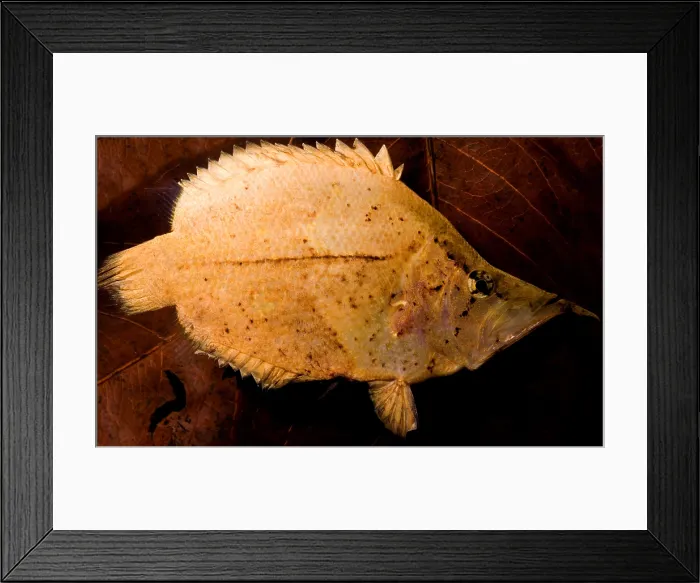 Framed Print : Leaf Fish. The Leaf Fish, Monocirrhus polyacanthus Framed Print : Leaf Fish. The Leaf Fish, Monocirrhus polyacanthus