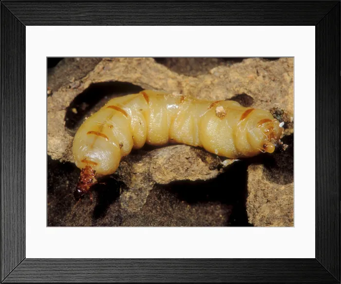 Framed Print : Queen Termite Framed Print : Queen Termite