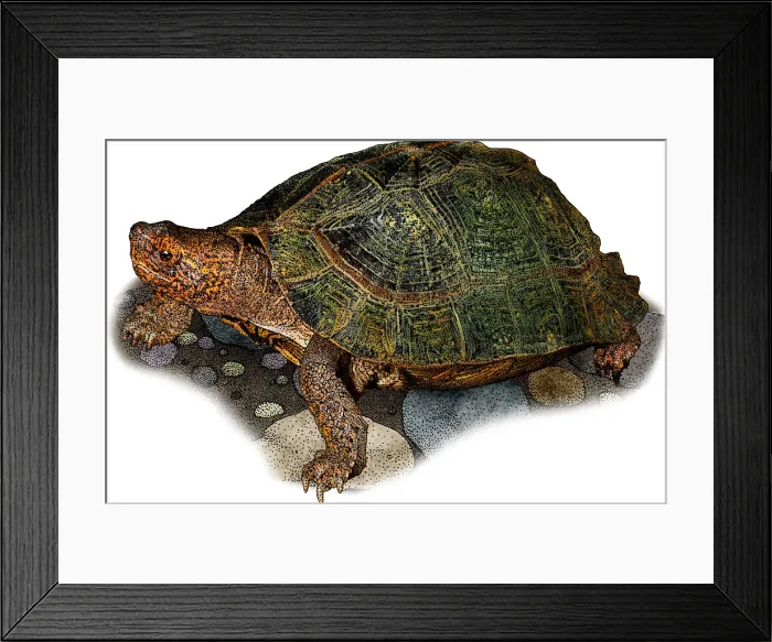 Framed Print : Giant Asian Pond Turtle